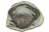 Eocene Fossil Crab (Meandercampus) - Washington State #349491-1